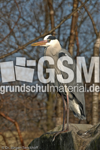 Graureiher (6 von 15).jpg